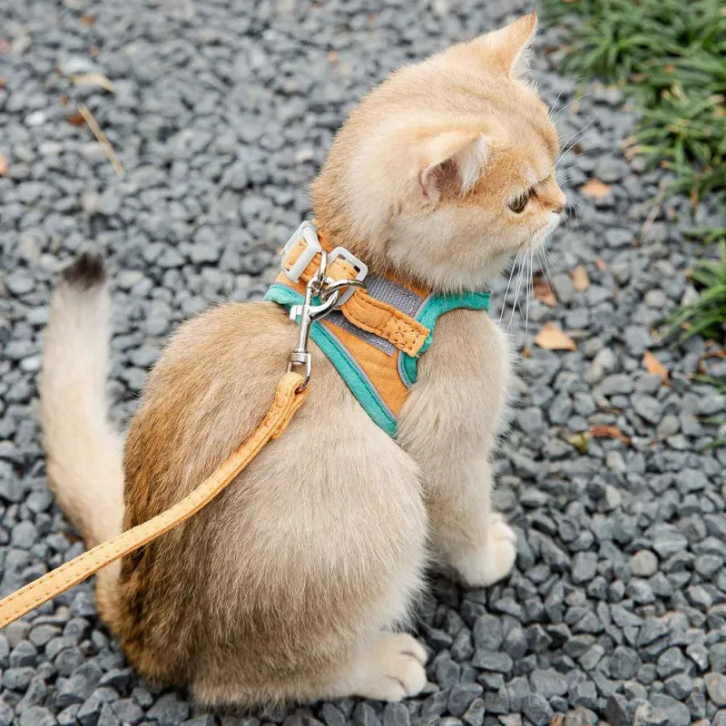 Kitten Harness