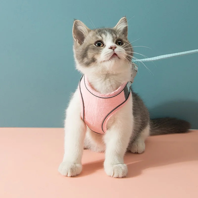 Kitten Harness